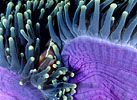 Skunk Anemonefish Thailand