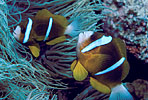 Barrier Reef Clownfish Australia