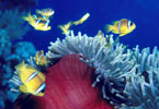 Two-band Anemonefish Red Sea