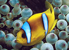 Two-band Anemonefish Red Sea