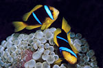 Orange-fin Clownfish Fiji