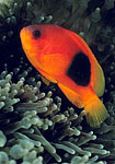 Red Saddleback Clownfish Thailand