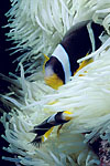 Seychelles Anemonefish Seychelles