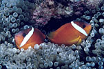Red and Black Clownfish Fiji