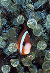 Clark's Anemonefish Solomon Islands