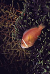 Maldives Anemonefish Maldives