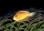 Pink Clownfish Papua New Guinea