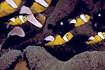 Saddleback Clownfish Papua New Guinea