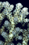 Hard Coral, New Guinea