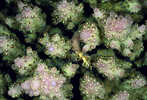 Spawning Coral, New Guinea