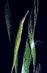 Pipefish, New Guinea