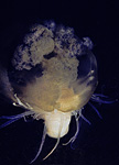 Anemone with Jellyfish