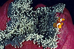 False Clown Anemonefish Indonesia