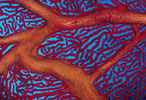 Sea Fan, New Guinea