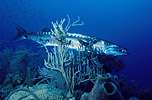 Great Barracuda