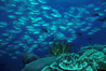 Coral Reef and Jacks, New Guinea