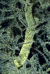 Black Coral, Indonesia
