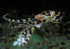 Blue-ringed Octopus, South Australia