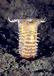 Bobbit Worm
