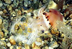 Bonnet Shell with Prey