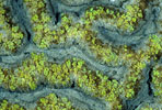 Hard Coral, New Guinea