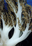 Broccoli Coral, Indonesia