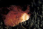 Nudibranch with Hydroids