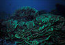 Coral Reef, Fiji