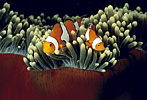 Clown Anemonefish Papua New Guinea
