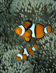 Clown Anemonefish, New Guinea