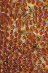 Clownfish Eggs (early), Papua New Guinea