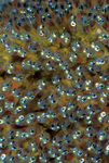 Clownfish Eggs (late), Papua New Guinea