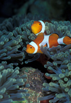 Clownfish with Eggs, Indonesia