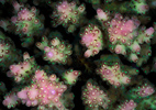 Coral with Eggs, New Guinea