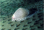 Cowrie on Soft Coral
