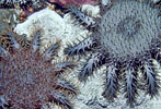 Crown-of-Thorns