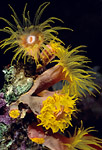 Tube Coral, Red Sea