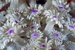 Daisy Coral, Indonesia