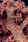 Soft Coral, Indonesia