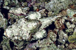 Scorpionfish, New Guinea