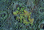 Hard Coral, Japan