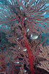 Sea Fan, Indonesia