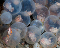 Cuttlefish Eggs, Indonesia