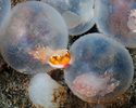 Cuttlefish Hatching, Indonesia