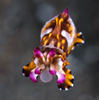 Baby Cuttlefish, Indonesia
