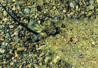Flounder with Pipefish