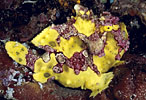 Anglerfish, Indonesia