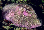 Mushroom Coral, Indonesia