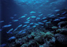 Coral Reef and Fusiliers, Solomon Islands