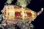 Geographic Cone